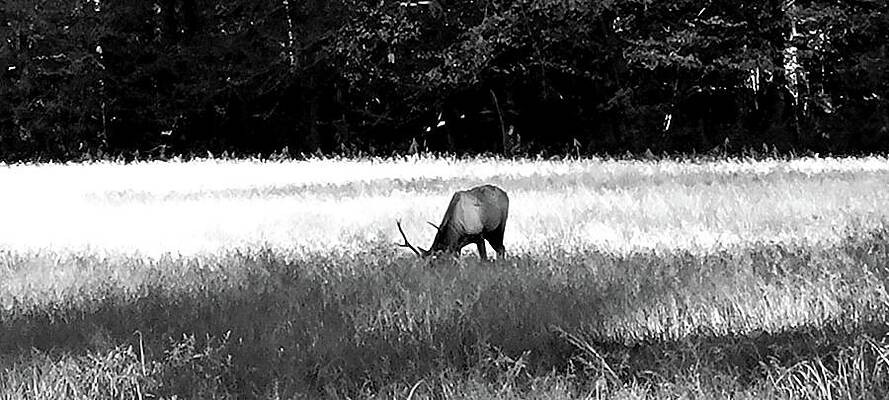Elk by Ally White Elk by Ally White