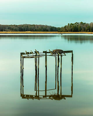Reflection Photograph - Empty Nester by David Fountain