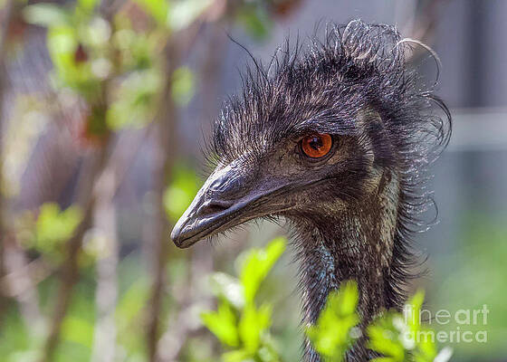 Wall Art - Photograph - Emu Bad Hair Day by Shirley Dutchkowski
