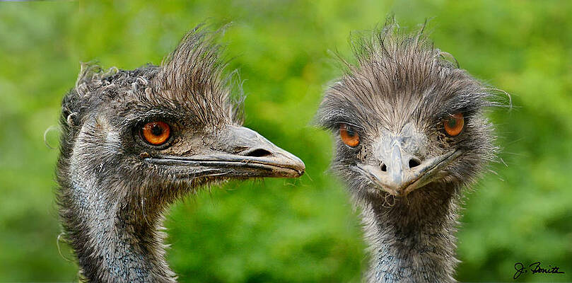 Emu Mugshot by Joe Bonita Emu Mugshot by Joe Bonita
