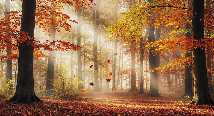 Travel Wall Art featuring the ai art Enchanting Autumn Forest Scene by The Luxury Art Collection