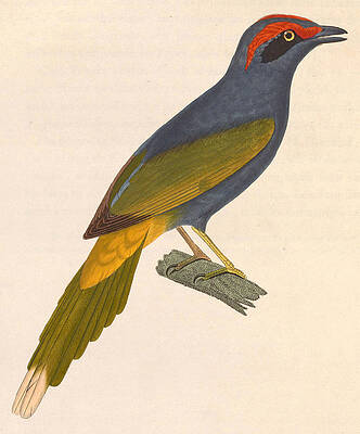Enodes Erythrophris Print by Nicolas Huet the Younger