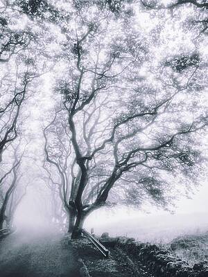 Wall Art - Photograph - Ethereal Misty Roads by Marco Sales Photography