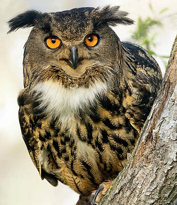Eurasian Eagle-owl by Art Cole Eurasian Eagle-owl by Art Cole