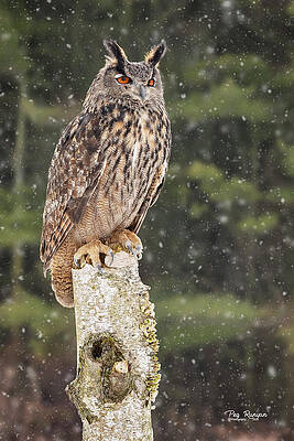 Eurasian Eagle-Owl by Peg Runyan Eurasian Eagle-Owl by Peg Runyan