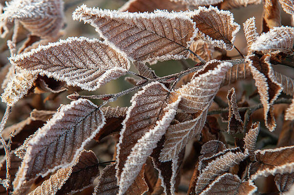 European Hornbeam Leaves in Frost 7 by Jenny Rainbow European Hornbeam Leaves in Frost 7 by Jenny Rainbow