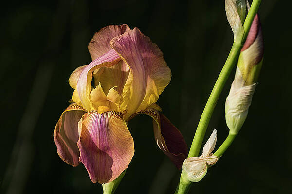 Evening Light on Bearded Iris by Robert Potts Evening Light on Bearded Iris by Robert Potts