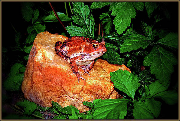 Every Toad Needs A Big Rock by Constance Lowery Every Toad Needs A Big Rock by Constance Lowery