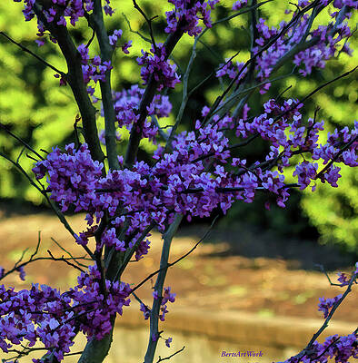 Evidence of Spring by Roberta Byram Evidence of Spring by Roberta Byram