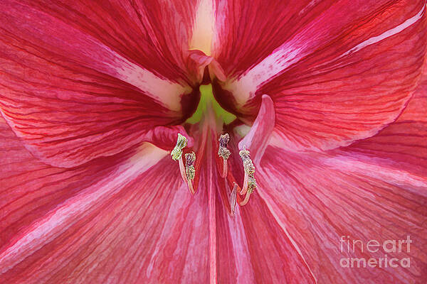 Exceptional Candy Cane Amaryllis by Amy Dundon Exceptional Candy Cane Amaryllis by Amy Dundon