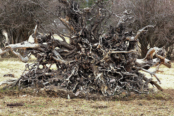 Exposed Roots #2 by Kae Cheatham Exposed Roots #2 by Kae Cheatham