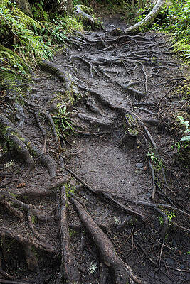 Exposed Roots by Robert Potts Exposed Roots by Robert Potts