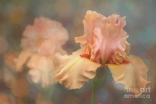 Wall Art - Photograph - Exquisite Iris Flower by Amy Dundon