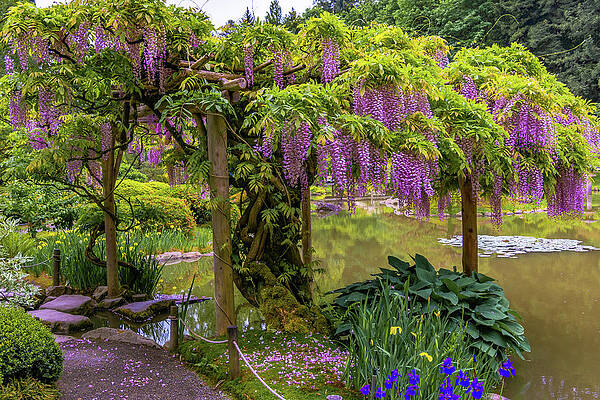 Exquisite Wisteria by Emerita Wheeling Exquisite Wisteria by Emerita Wheeling