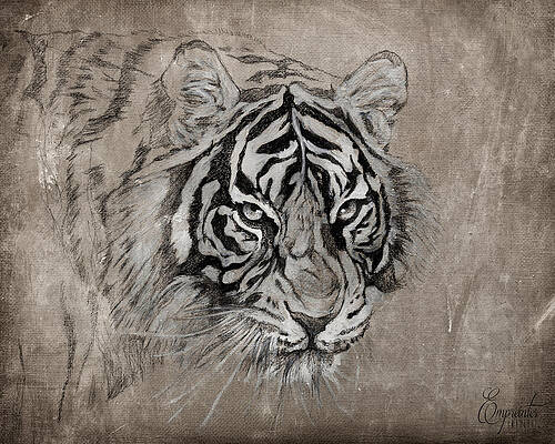 Bengal Tiger / La Tigre del Bengala For Sale at 1stDibs  bengal tiger film,  tiger directed drawing, vintage tiger poster