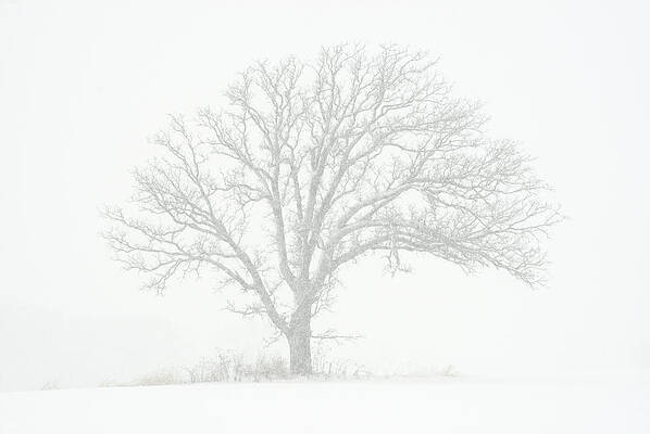 Fade to White - Isolated lonely oak tree in a Wisconsin winter snowstorm by Peter Herman Fade to White - Isolated lonely oak tree in a Wisconsin winter snowstorm by Peter Herman