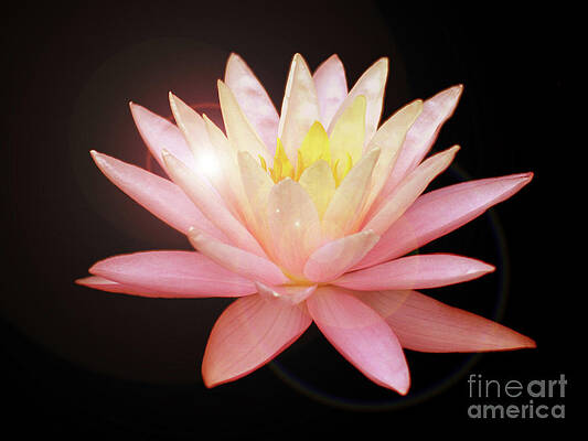 Wall Art - Photograph - Fairy Light on a Red Lily by Tina Uihlein