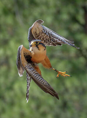 Falcon in Sharp Turn by Bill Ray Falcon in Sharp Turn by Bill Ray