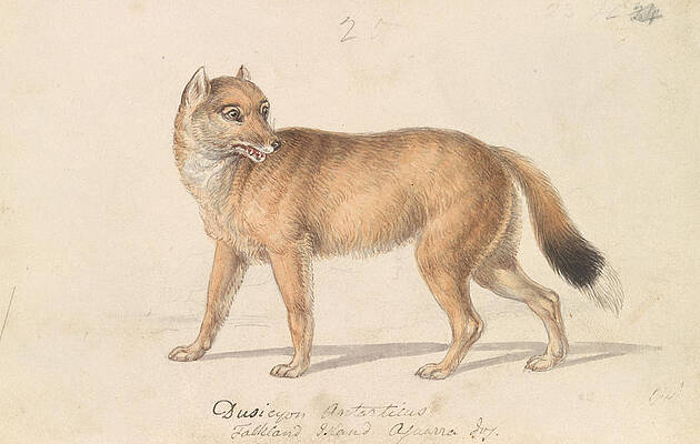 Falkland Islands Wolf by Charles Hamilton Smith Falkland Islands Wolf by Charles Hamilton Smith