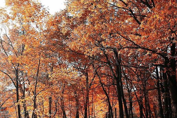Fall 05 by Bruce Richardson Fall 05 by Bruce Richardson