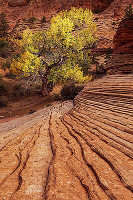Fall Color at Zion NP by Patrick Campbell Fall Color at Zion NP by Patrick Campbell