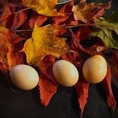 Fall colors by Rebecca