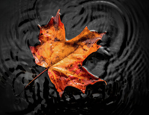 Fall Floating Leaf by Tim Kirchoff Fall Floating Leaf by Tim Kirchoff