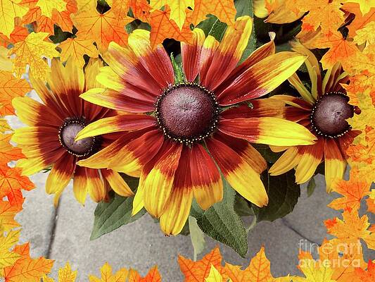 Fall flower by Steven Wills Fall flower by Steven Wills