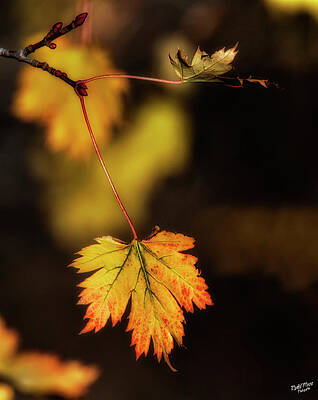 Fall leaves by A Hint of Color Photography Fall leaves by A Hint of Color Photography