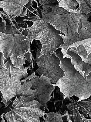 Fall Leaves by Kathryn Alexander MA Fall Leaves by Kathryn Alexander MA