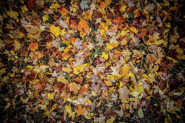 Fall Leaves by Kim Sowa Fall Leaves by Kim Sowa