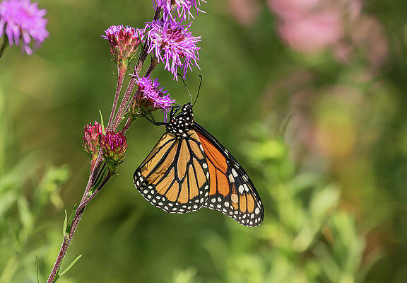Fall Monarch 2016-12 by Thomas Young Fall Monarch 2016-12 by Thomas Young