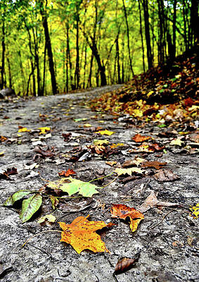 Fall Path by Susie Loechler Fall Path by Susie Loechler