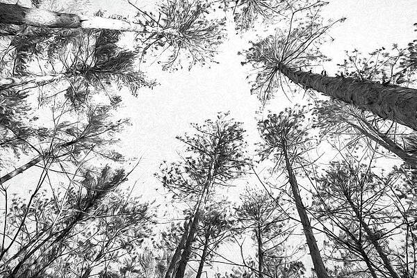 Fall Pines Horizontal BW by Carl Simmerman Fall Pines Horizontal BW by Carl Simmerman