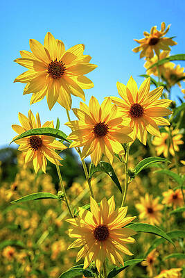 Fall Sunflowers by Lynn Bauer Fall Sunflowers by Lynn Bauer