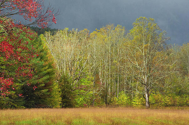 Fall trees in The Smokies by Karen Cox Fall trees in The Smokies by Karen Cox