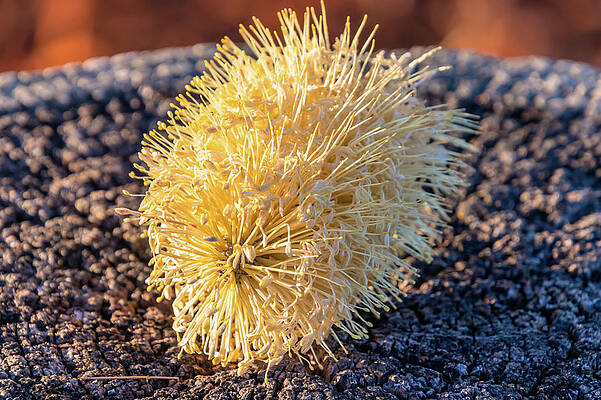 Fallen Banksia flower on a tree stump by Merrillie Redden Fallen Banksia flower on a tree stump by Merrillie Redden
