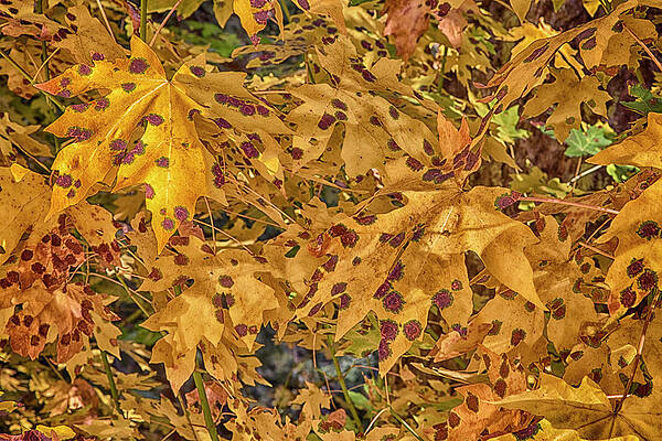 Fallen by Tom Kelly Fallen by Tom Kelly