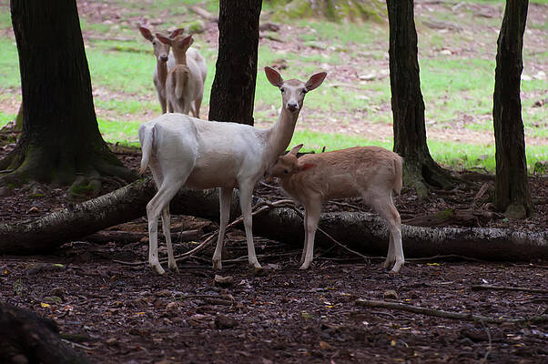 fallow deer and young 001 by Chris Flees fallow deer and young 001 by Chris Flees