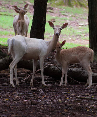 fallow deer and young 002 by Chris Flees fallow deer and young 002 by Chris Flees