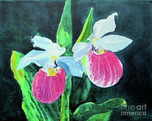 Fancy Lady Slippers by Kathy Braud Fancy Lady Slippers by Kathy Braud