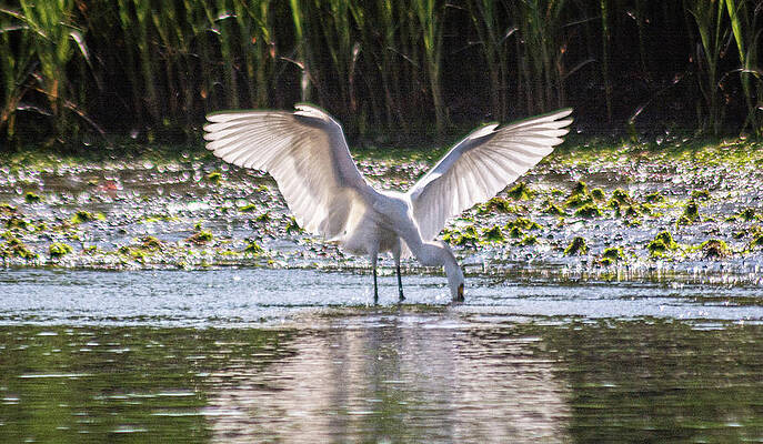 Fanning Egret by Dathan Hylton