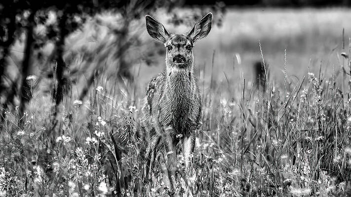 Fawn in the Meadow, Black and White by Marcy Wielfaert Fawn in the Meadow, Black and White by Marcy Wielfaert