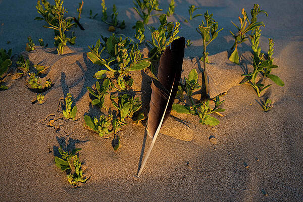 Feather and Sea Rocket by Robert Potts Feather and Sea Rocket by Robert Potts
