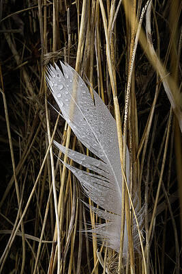 Feather in the reeds by Steve Gravano Feather in the reeds by Steve Gravano