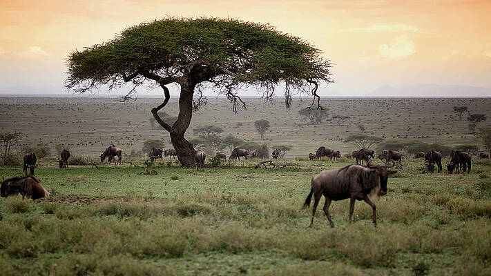Wall Art - Photograph - feeding before the Great  walk by Alberto Audisio