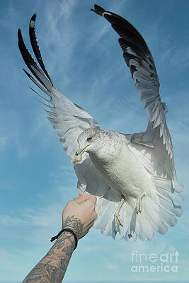 Feeding The Gulls by Kathy Baccari Feeding The Gulls by Kathy Baccari