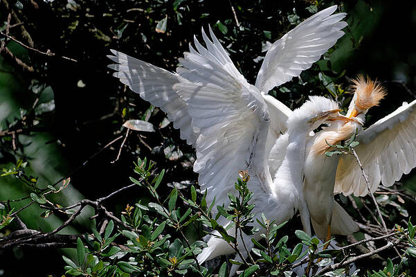 Feeding Time at the Cattle Egret Nest by Colin Hocking Feeding Time at the Cattle Egret Nest by Colin Hocking