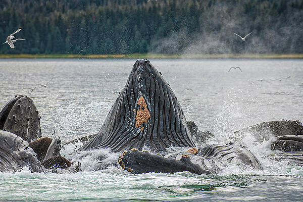 Feeding Whales by Robert J Wagner Feeding Whales by Robert J Wagner