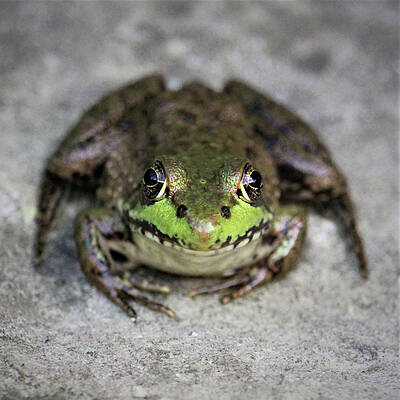 Wall Art - Photograph - Feeling Froggy by Shana Rowe Jackson